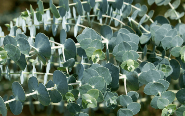 Eucalyptus